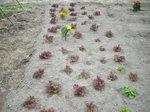 IMGP0258.JPG